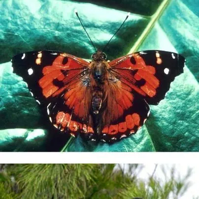 thumbnail for publication: BioBlitzes: Citizen Science for Biodiversity in Florida